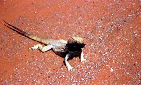 lizard4